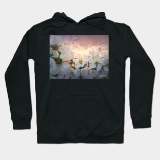 blooming cherry at sunset Hoodie